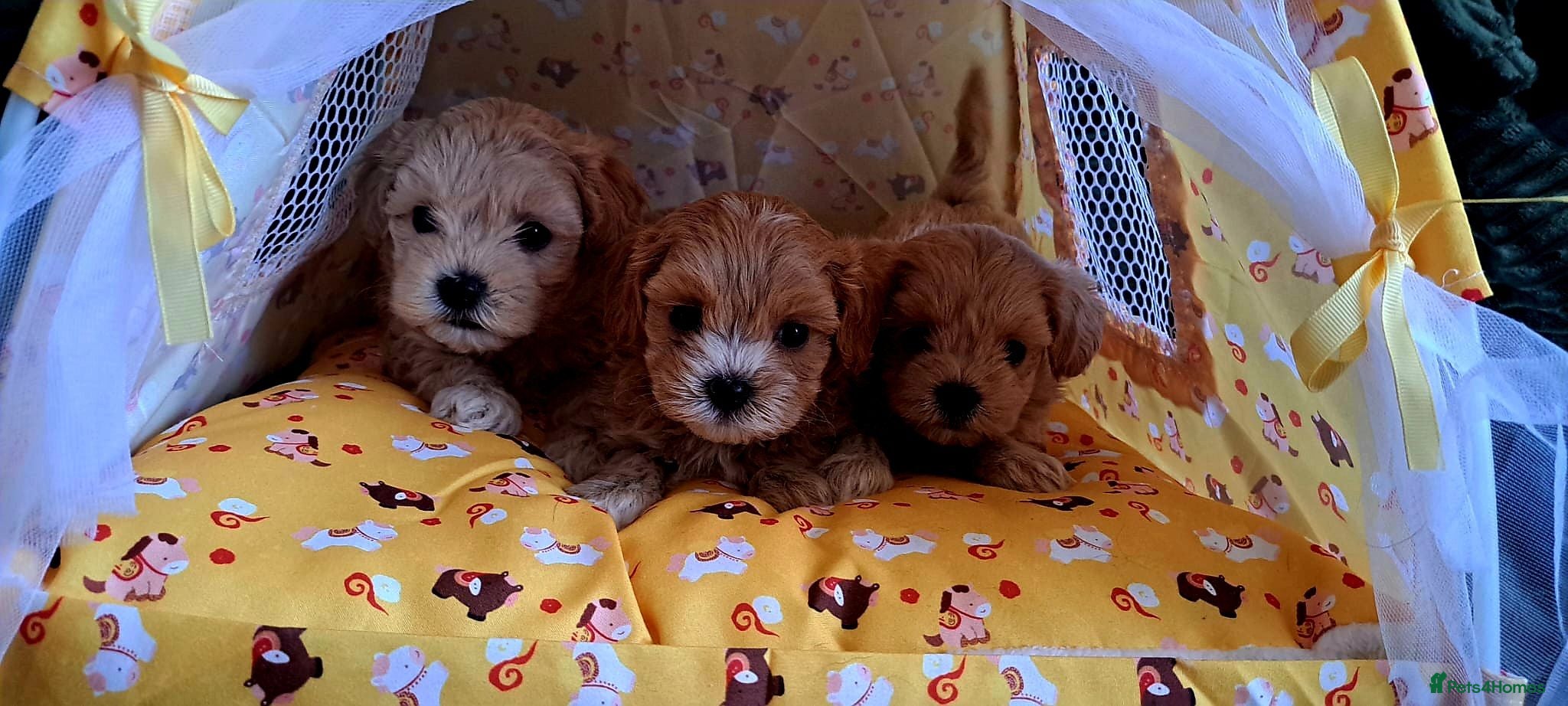Maltipoo dogs F1 asian  **  Maltipoo  - Advert 14