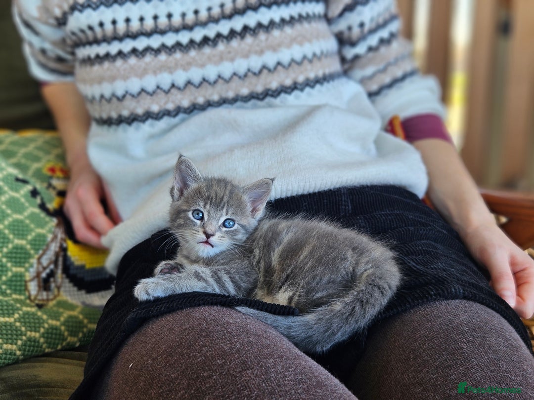 Maine Coon cats for sale: Adorable Maine Coon cross litter for sale - Advert 8