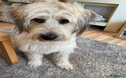 Mixed Breed dogs for adoption: OLIVE - Shepherd Breed - Image 4