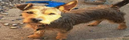 Mixed Breed dogs for sale: Patterdale cross puppies - Advert 3