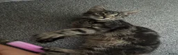 European cats for sale: European kitten  - Advert 15