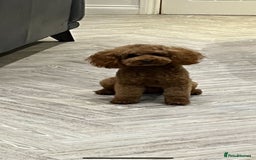 Cavapoo dogs for sale: Red cacapoos - Image 8