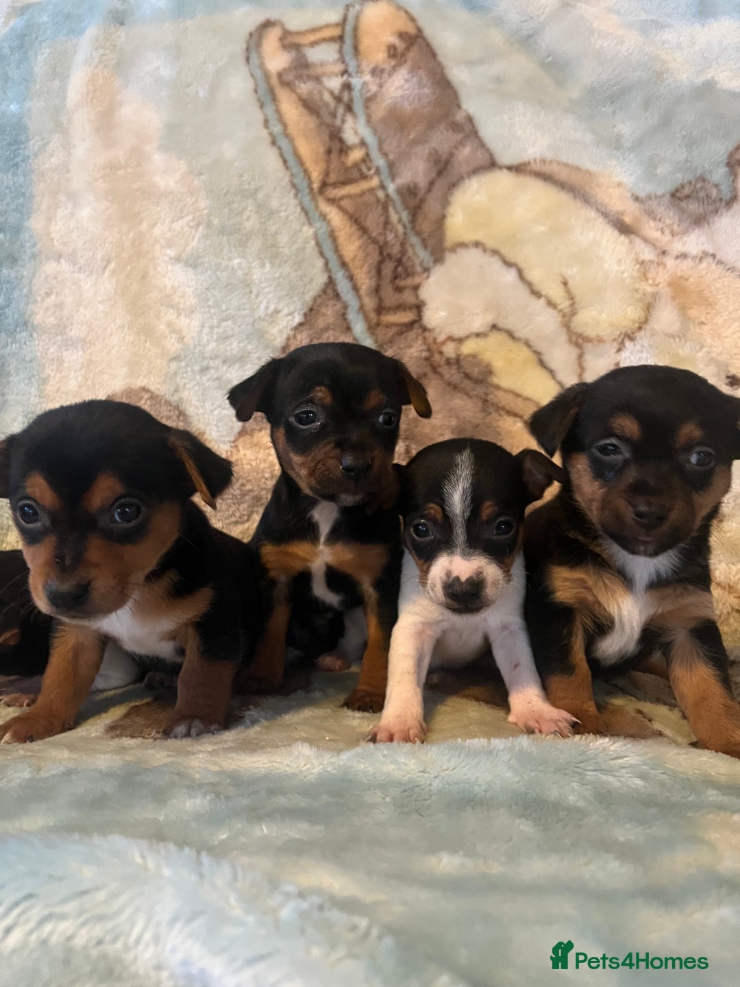 Jack Russell dogs for sale: 6 stunning jackruseel puppues - Advert 8