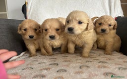 Golden Retriever dogs for sale: Beautiful golden retriever litter 🐶⭐️ - Image 4