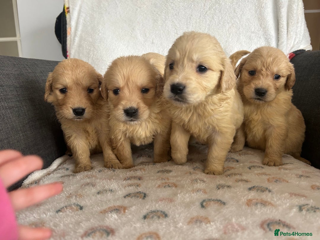 Golden Retriever dogs for sale: Beautiful golden retriever litter 🐶⭐️ - Image 4