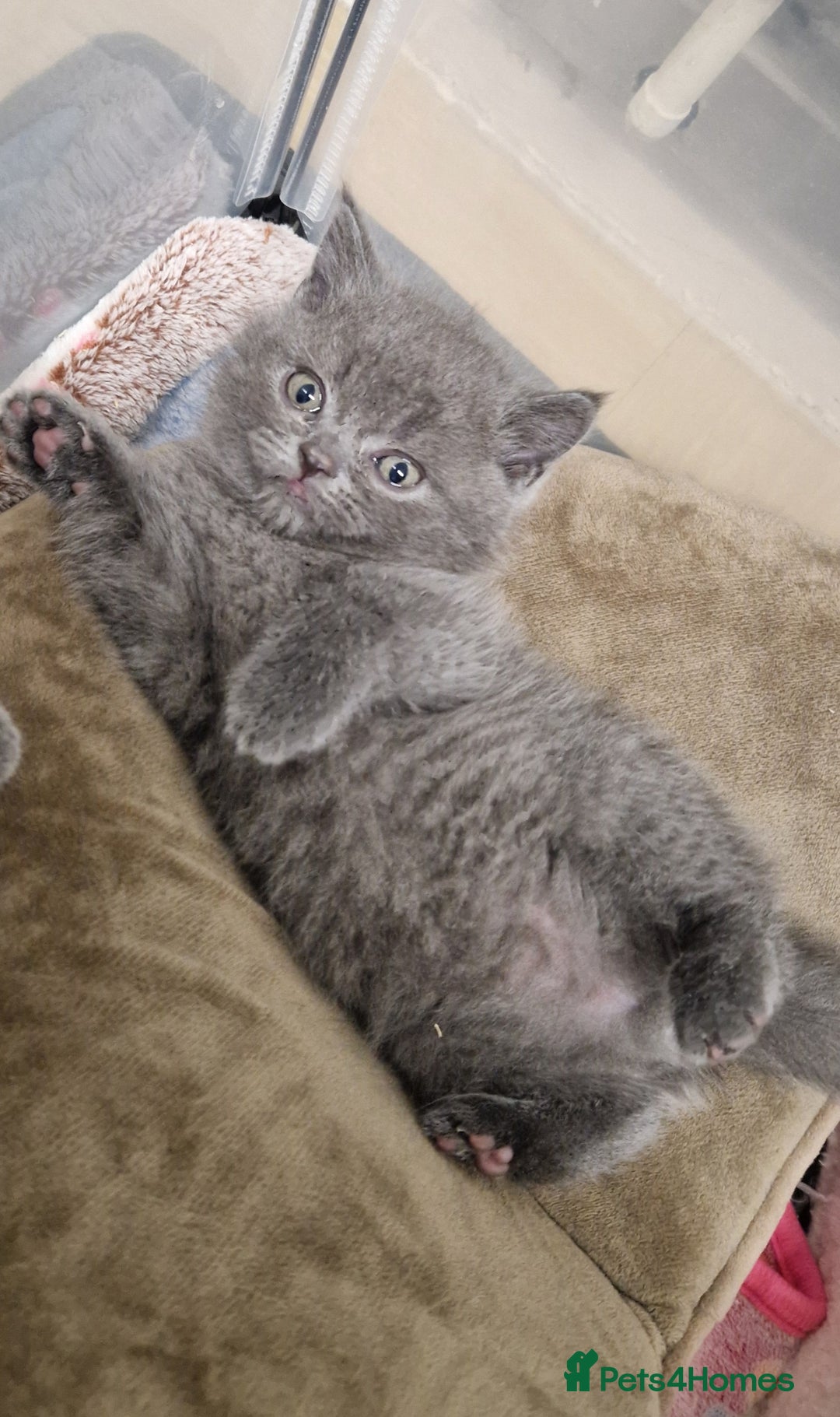 British Shorthair cats for sale: Chunky bsh kittens ready to leave now ❤️  - Image 8