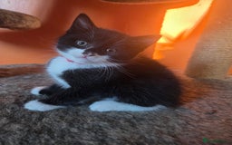 Maine Coon cats for sale: Stunning maincoon cross kittens  - Image 11