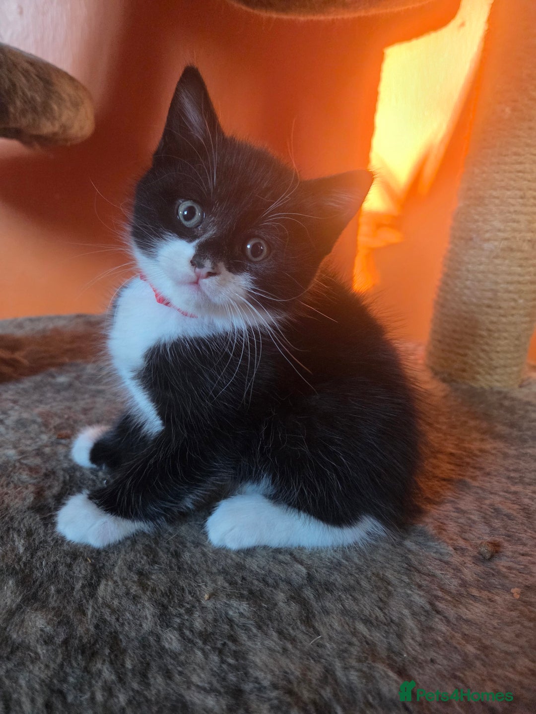 Maine Coon cats for sale: Stunning maincoon cross kittens  - Image 11