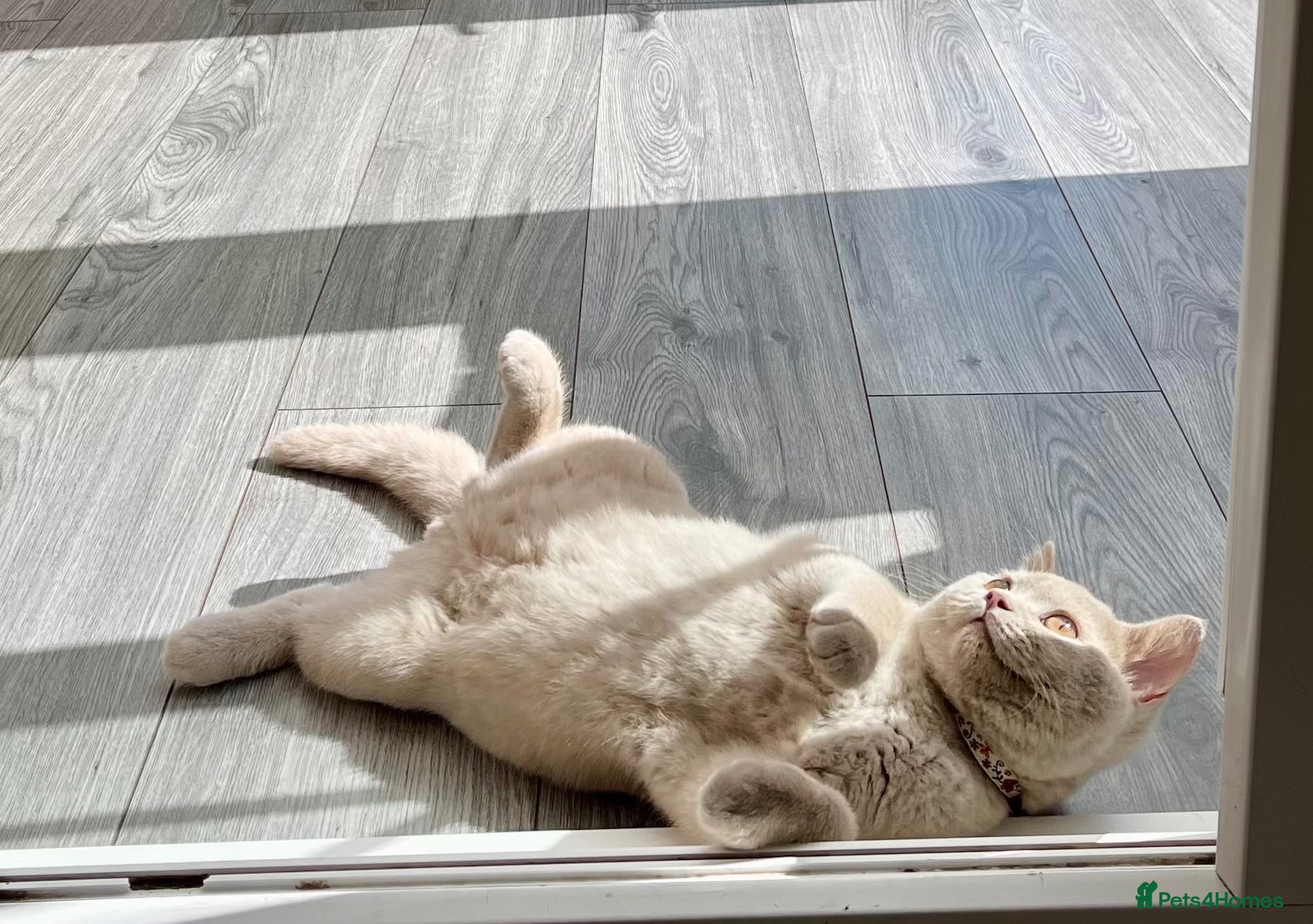 British Shorthair cats ♥️ Beautiful Lilac British Shorthair Boy ♥️ - Advert 2