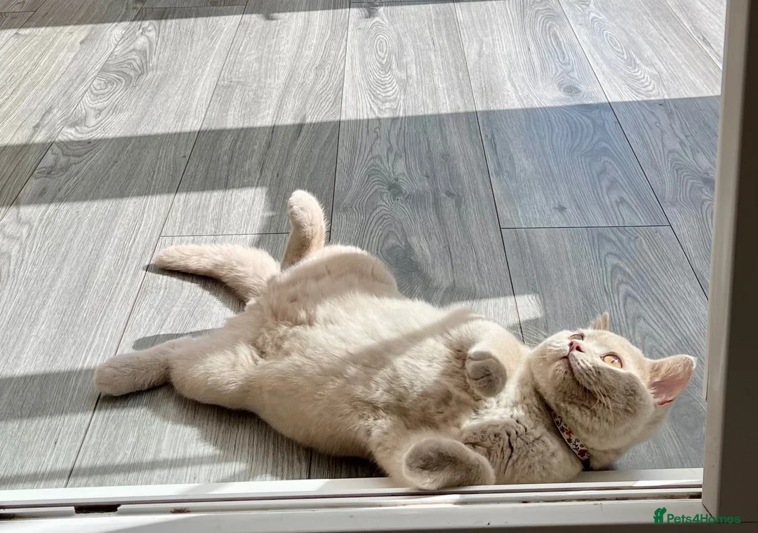 British Shorthair cats for sale: ♥️ Beautiful Lilac British Shorthair Boy ♥️ - Advert 2