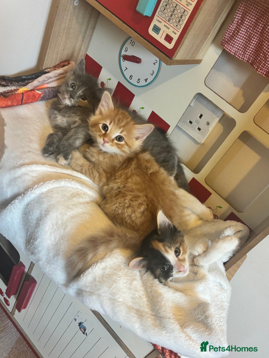 Mixed Breed cats for sale: Two beautiful litters 2 days apart  - Image 9