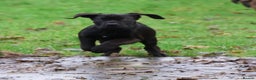 Presa Canario dogs for sale: Presa Canario Puppies (Recognised Breeder) - Advert 24