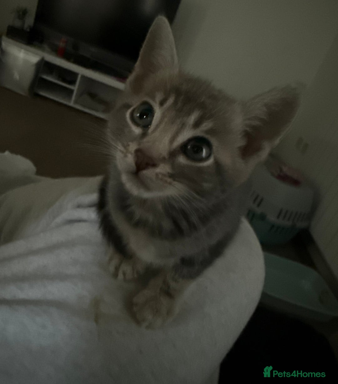 Bengal cats for sale: Bengal cross  - Image 1