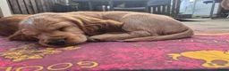Cocker Spaniel dogs for sale: Cocker spaniels Barnsley area - Advert 27