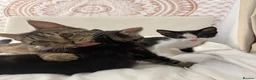 Mixed Breed cats for sale: 5 Beautiful male kittens!  - Advert 5