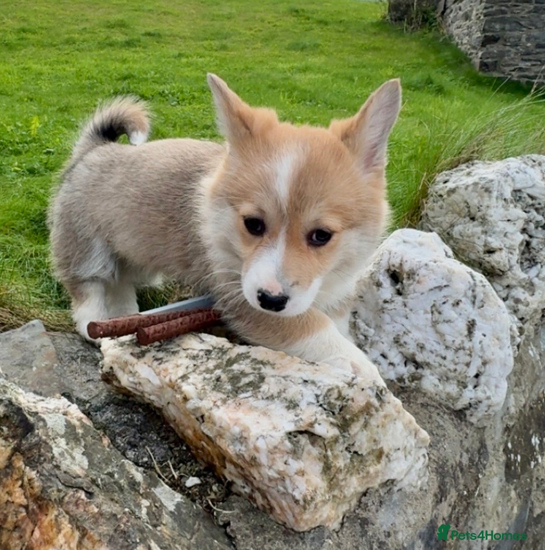 Welsh Corgi Pembroke dogs for sale: Stunning KC Registered Corgis - Image 12