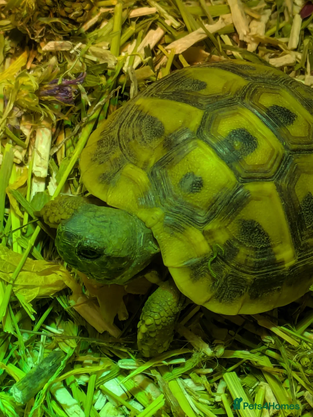 Hermann Tortoise reptiles for sale: Hermann Tortoise  - Advert 2