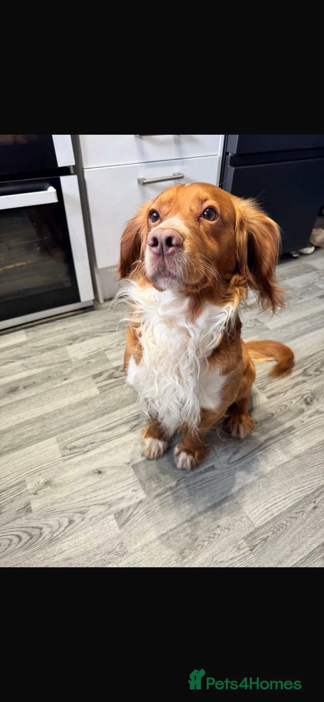 Cocker Spaniel dogs for sale: cocker spaniel beautiful rare colour - Advert 2