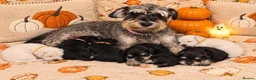 Miniature Schnauzer dogs for sale: KC miniature schnauzer Bva - Advert 1