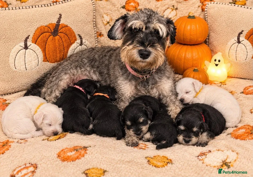 Miniature Schnauzer dogs for sale: KC miniature schnauzer Bva - Advert 1