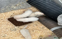 Ferret rodents for sale: Baby ferrets for sale  - Image 4