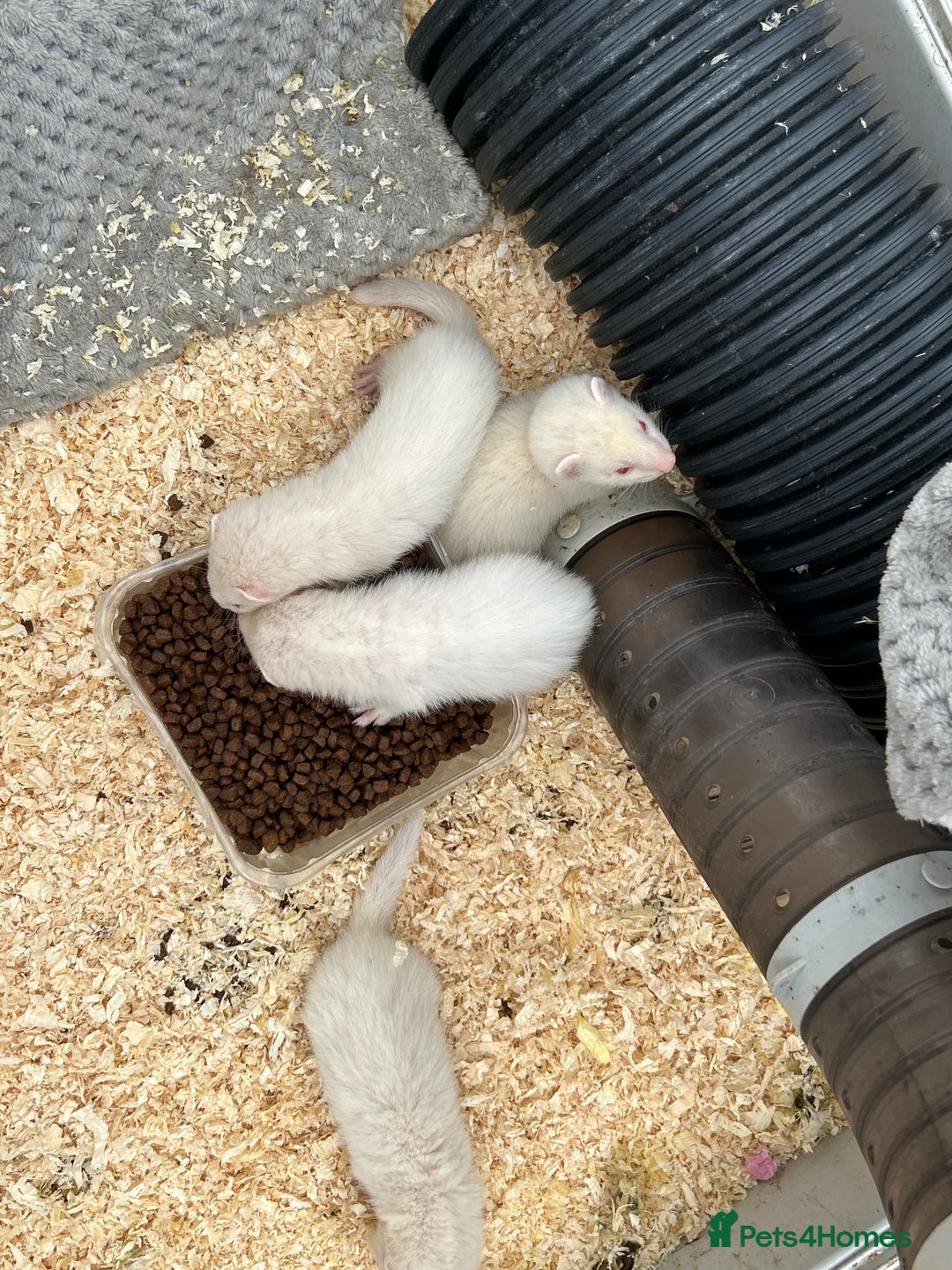 Ferret rodents for sale: Baby ferrets for sale  - Image 4