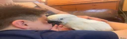Parrots birds for sale: Hand reared baby boy umbrella cockatoo - Advert 9