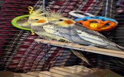 Cockatiels birds for sale: Cockateils  - Image 4