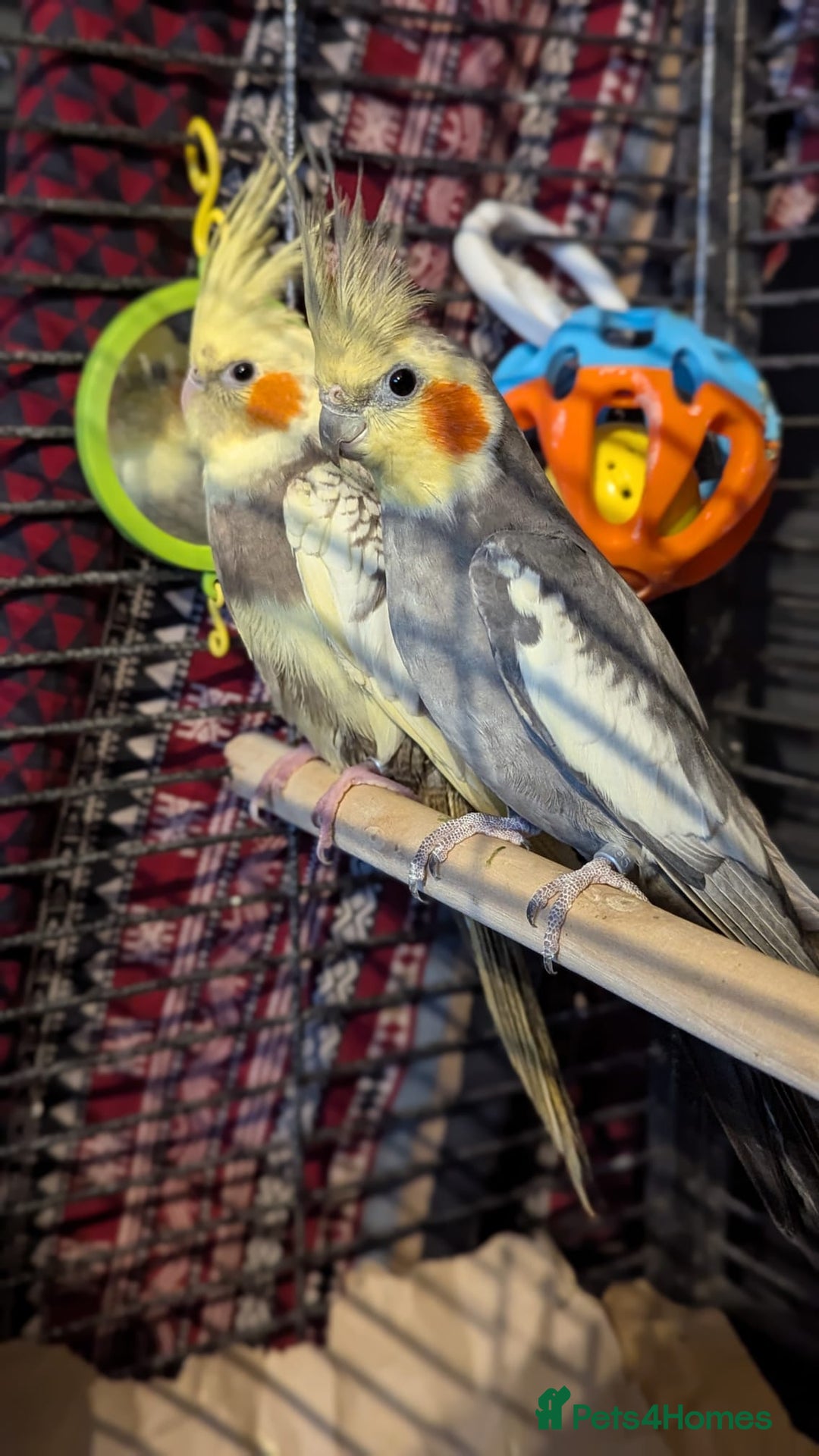 Cockatiels birds for sale: Cockateils  - Image 4