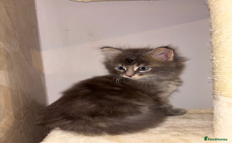 Maine Coon cats - Advert 15