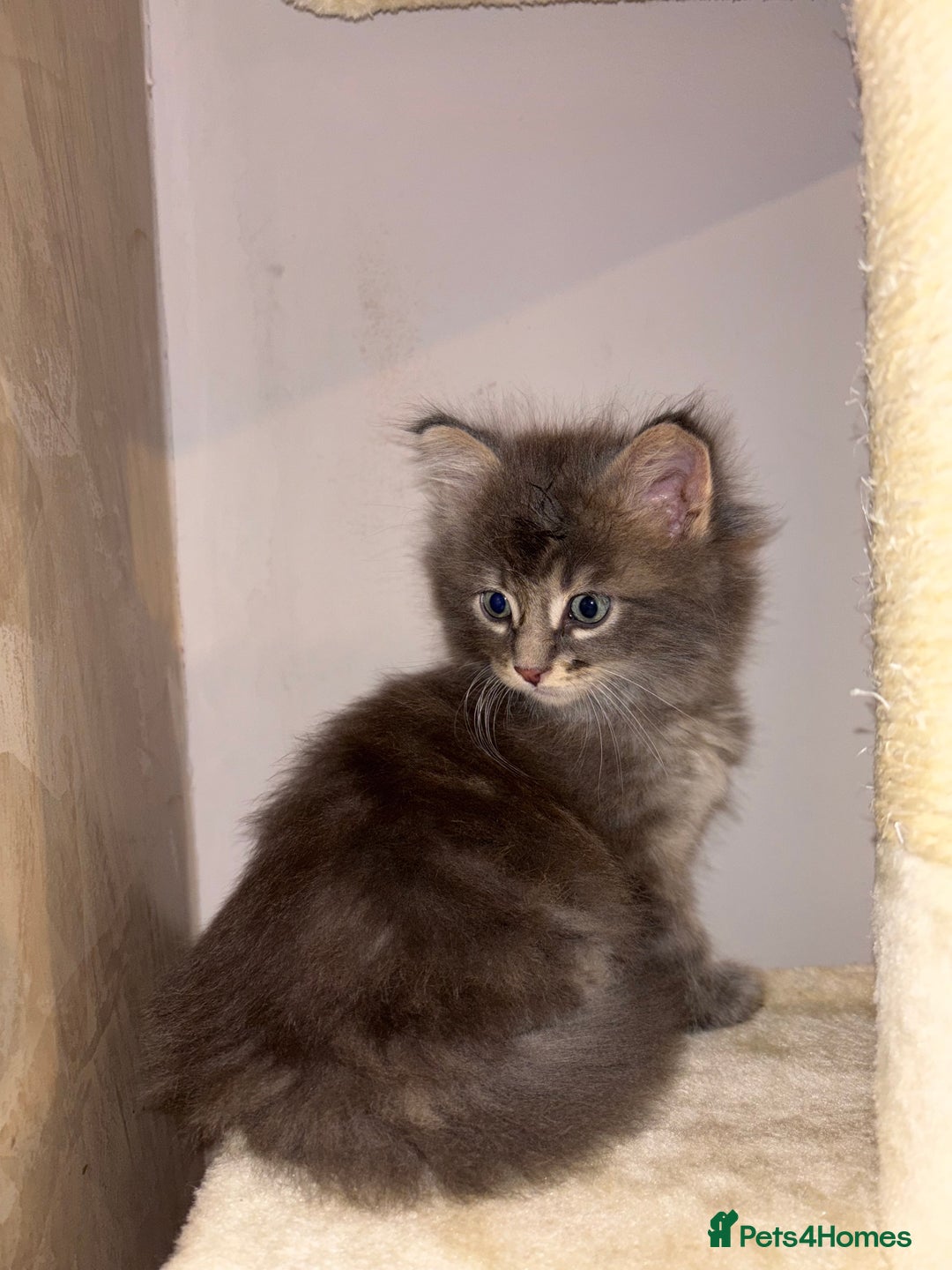 Maine Coon cats for sale: Plush PusZ XXL TICA registered Maine Coon Kittens - Advert 8