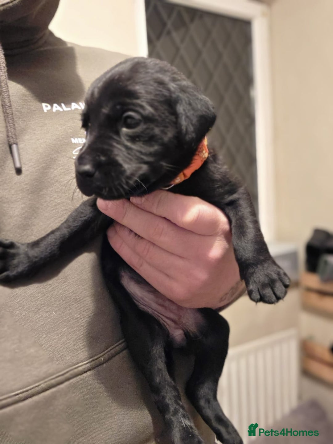 Labrador Retriever dogs for sale: 9 Labrador KC registered Puppies - Advert 6