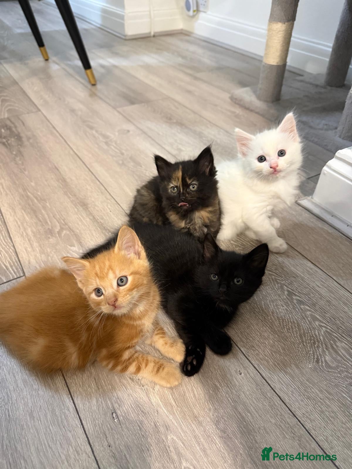 Mixed Breed cats Kittens for Sale - Advert 1