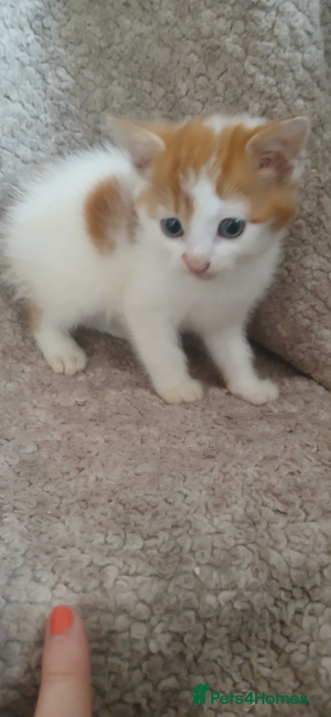 Mixed Breed cats for sale: 3 ginger males 1 calico female - Image 3