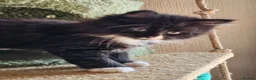 Maine Coon cats for sale: Maine Coon cross kittens  - Advert 5