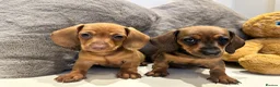Miniature Dachshund dogs for sale: KC champion bloodline PRA clear minature dachshund - Advert 1