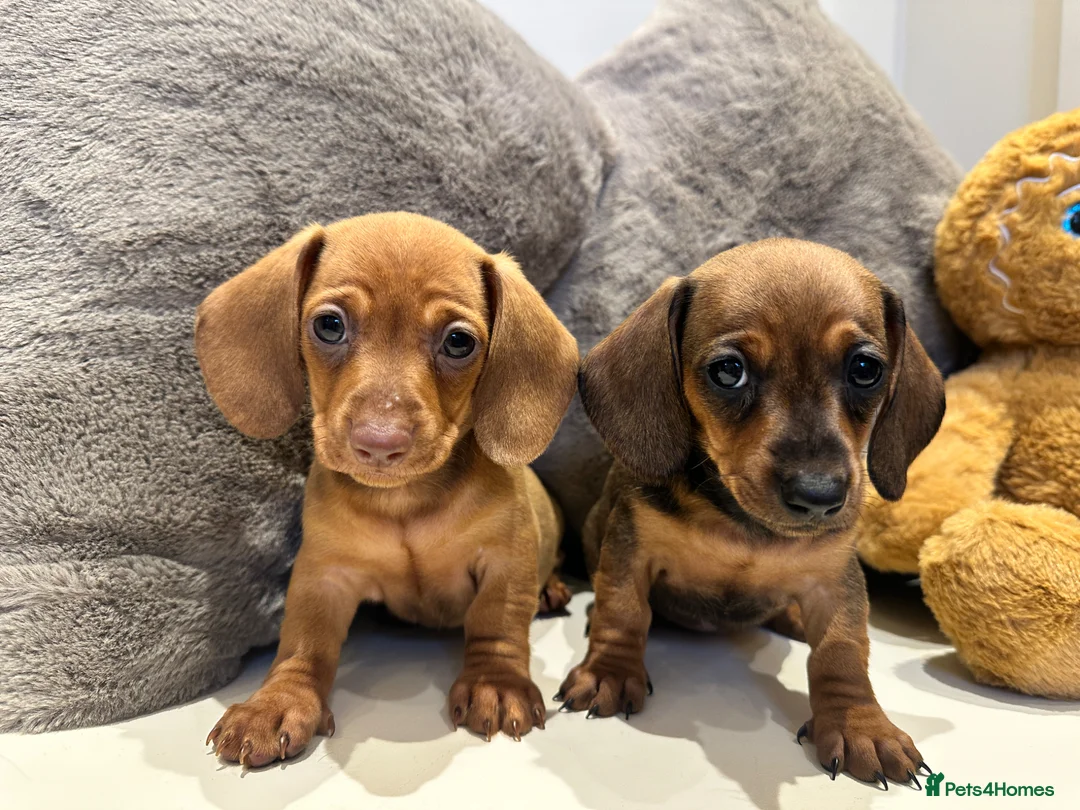 Miniature Dachshund dogs for sale: KC champion bloodline PRA clear minature dachshund - Advert 1