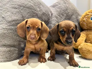 Miniature Dachshund dogs for sale: KC champion bloodline PRA clear minature dachshund - Advert 1