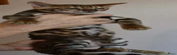 Toyger cats for sale: STUNNING WILD LOOKING TOYGER PEDIGREE CUBS - Advert 7