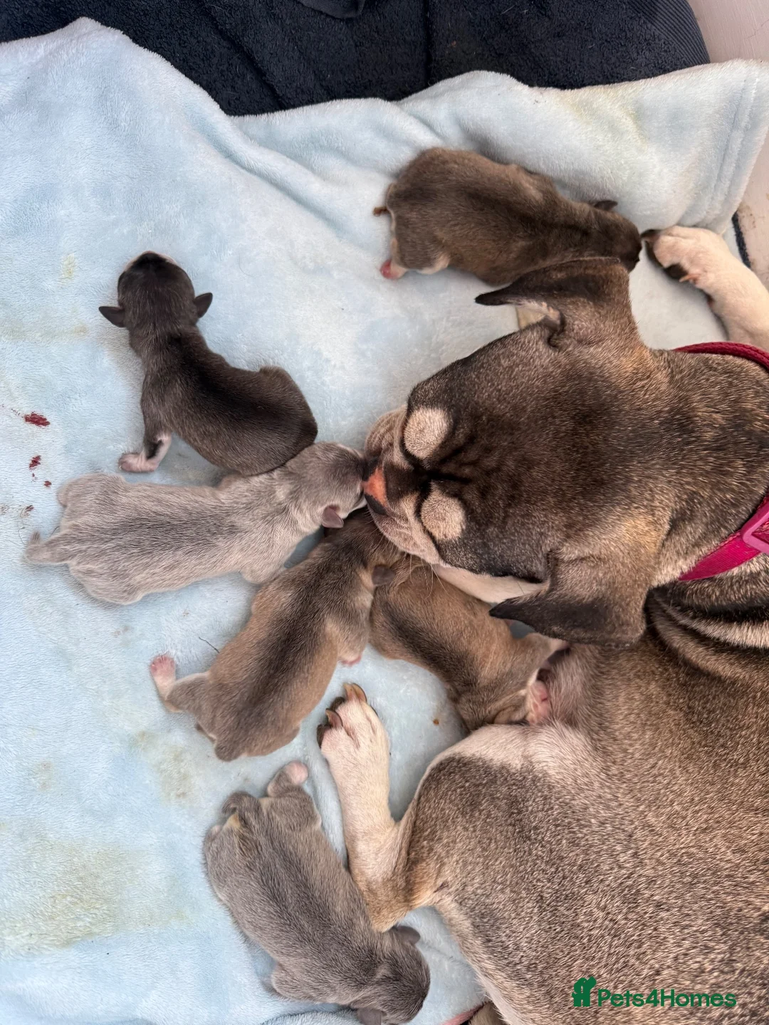 French Bulldog dogs for sale: French bulldogs for sale - Advert 1
