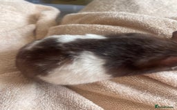 Hamster rodents for sale: Male hamster for sale  - Image 2