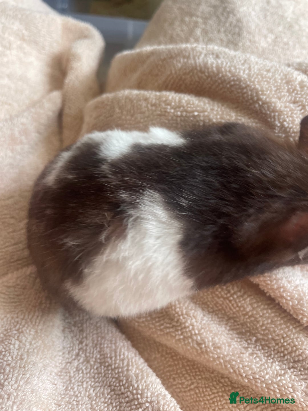 Hamster rodents for sale: Male hamster for sale  - Image 2