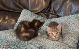 Savannah cats for sale: 3 beautiful kittens  - Image 26