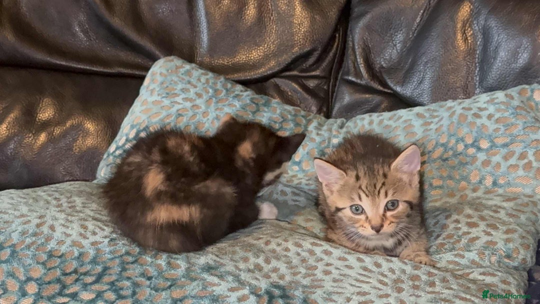 Savannah cats for sale: 3 beautiful kittens  - Image 26