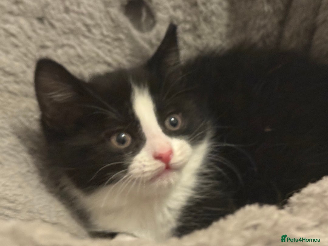 Mixed Breed cats for sale: 3 mixed kittens 😸😸😸 - Image 8