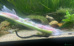 Catfish fish for sale: Snow White shortfin plecos 2.5cm+ - Image 1