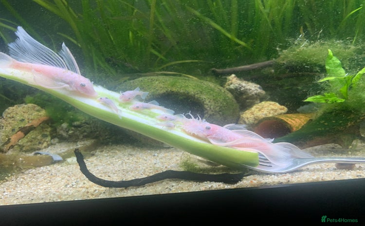 Catfish fish - Advert 1