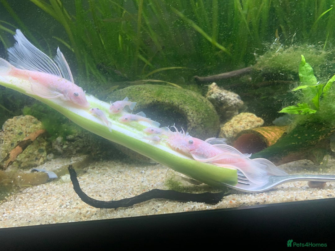 Catfish fish for sale: Snow White shortfin plecos 2.5cm+ - Image 1