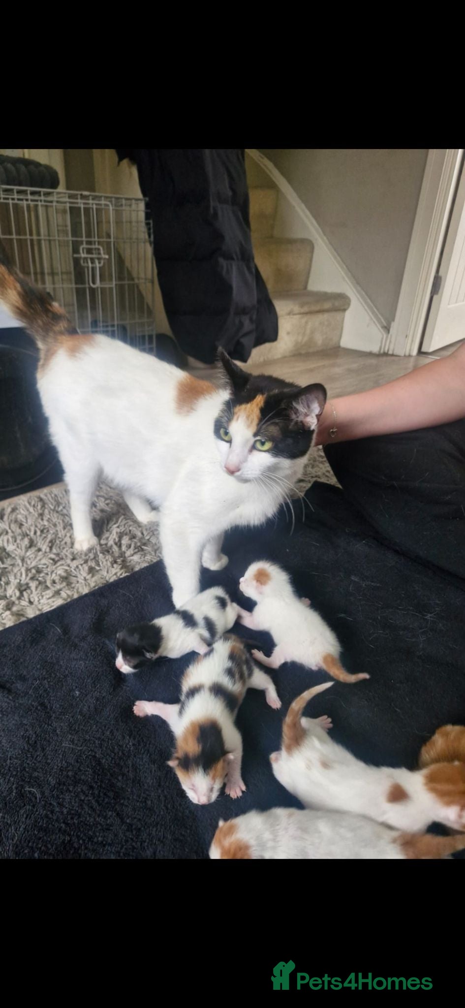 Mixed Breed cats 6 beautiful angels needing forever homes - Advert 4