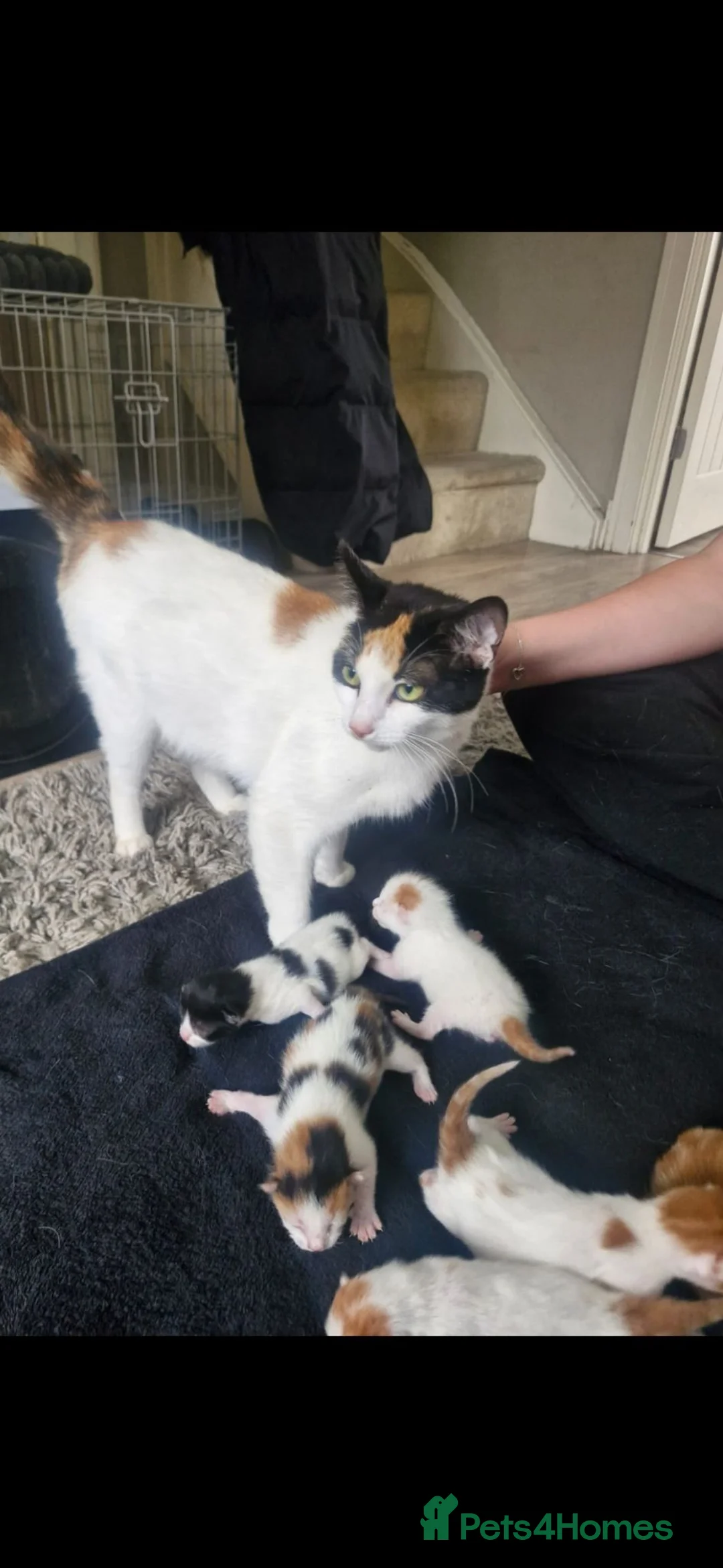Mixed Breed cats for sale: 6 beautiful angels needing forever homes - Advert 1